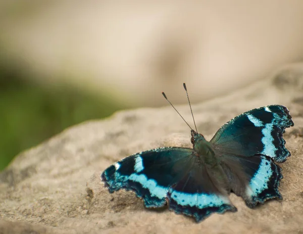 Detailní Záběr Modrého Okřídleného Motýla Sedícího Skále Motýla Lese Kaniského — Stock fotografie