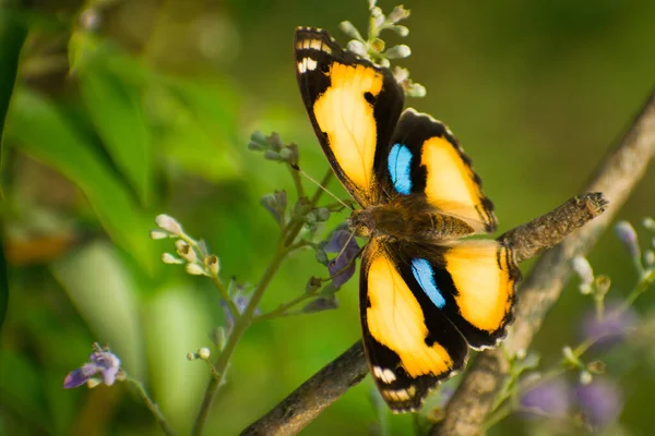 Close up shot of a butterfly pollinating wild flowers in the nature. yellow pansy butterfly (junonia hierta) 