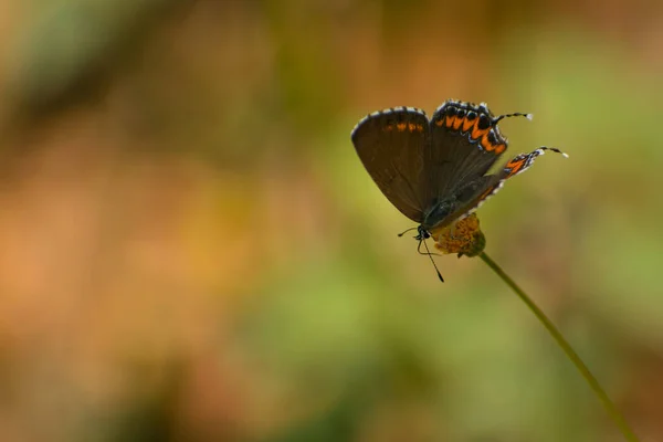 Motyl Otworzył Skrzydła Lesie Heliophorus Sena Szafirowy Motyl Mandi Himachal — Zdjęcie stockowe