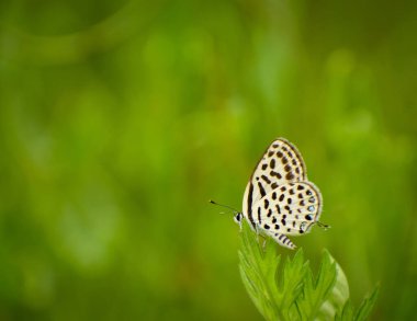 Doğada dinlenen bir himalaya Pierrot kelebeğinin yakın çekimi. Tarucus venosus, Himalaya Pierrot veya damarlı Pierrot kelebeği