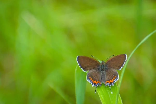 Motyl Otworzył Skrzydła Lesie Heliophorus Sena Szafirowy Motyl Mandi Himachal — Zdjęcie stockowe