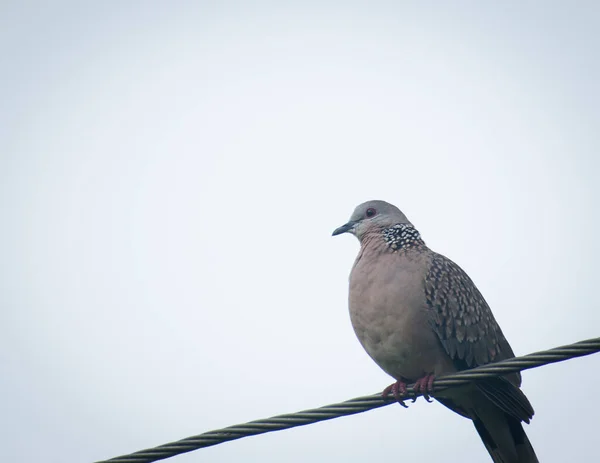 Yakın plan çekimde benekli güvercini (Spilopelia chinensis) elektrikli telin üzerinde otururken, Hindistan 'dan güzel bir kuş.