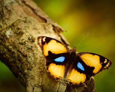 Ormanda tünemiş sarı bir nonoş kelebeğin yakın plan çekimi. Hindistan 'dan güzel bir böcek, Junonia hiyerta, sarı nonoş kelebek