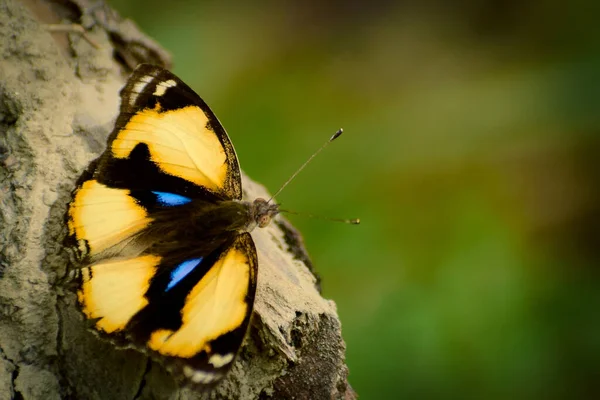 Zbliżenie Żółtego Pedalskiego Motyla Siedzącego Lesie Ładny Owad Indii Junonia — Zdjęcie stockowe