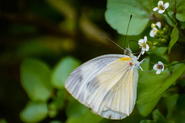Primer Plano Una Mariposa Blanca India Repollo Polinizando Flores Silvestres — Foto de Stock