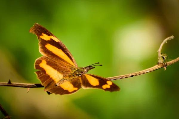 Zbliżenie Motyla Rozkładającego Skrzydła Pnączu Lesie Libia Mirra Motyl Dziobem — Zdjęcie stockowe