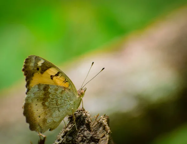 Detailní Záběr Žlutého Motýla Sedícího Lese Hezký Hmyz Indie Junonia — Stock fotografie