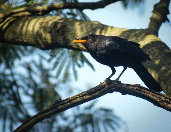 自然の中に座っている青い笛の音 ミコノス カエリュウゼス のショットを閉じます 森の鳥マンディヒマカル プラデーシュ州インド — ストック写真