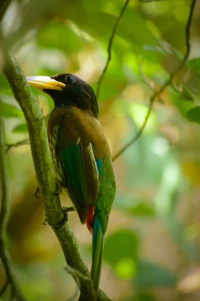 Closeup拍摄了位于印度喜马偕尔大草原曼迪的热带森林栖息地的大理发店 Psilopogon Virens — 图库照片