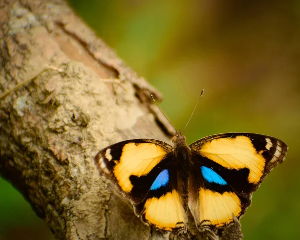 Detailní Záběr Žlutého Motýla Sedícího Lese Hezký Hmyz Indie Junonia — Stock fotografie