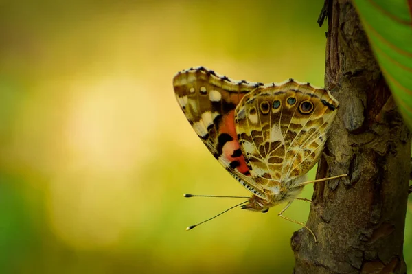 Detailní Záběr Motýla Který Odpočívá Přírodě Tarucus Venosus Himálajský Pierrot — Stock fotografie
