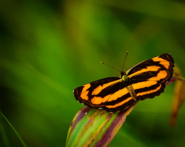 Zblízka Záběr Motýla Sedícího Zeleném Listu Přírodě Pantoporia Hordonia Běžný — Stock fotografie