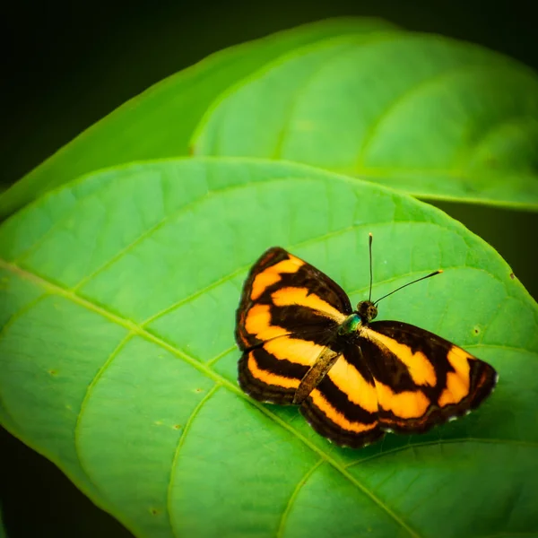 Lese Odpočívá Žlutý Černý Motýl Pantoporia Hordonia Běžný Lascar Motýl — Stock fotografie