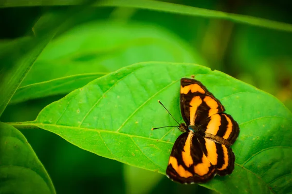 Kolor Żółty Czarny Motyl Spoczywa Zielonym Liściu Otwartymi Skrzydłami Pantoporia — Zdjęcie stockowe
