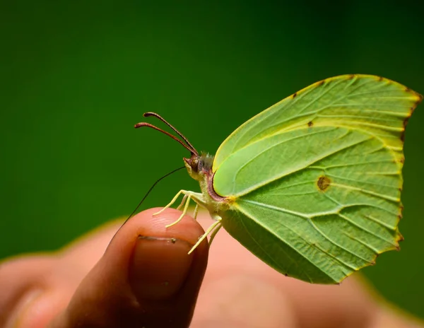 Kükürt (gonepteryx rhamni) kelebeğini tutarken elinizi yakın tutun. Yeşil kelebeği parmağında tutan kişi vahşi yaşamı ve makro fotoğrafçılığı sergiliyor.