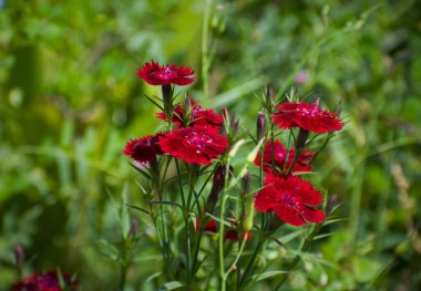  Bu detaylı çekimle doğanın canlı renklerinde eğlenin. Tüm ışıltılı ihtişamıyla canlı bir dianthus çiçeği sunar.