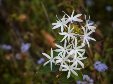 Canlı, vahşi Yıldız Yasemin 'in (Jasminum multiflorum) büyüleyici bir yakın görüntüsü, karmaşık ayrıntıları ve saf güzelliği tüm ekranlarda sergilenmektedir..