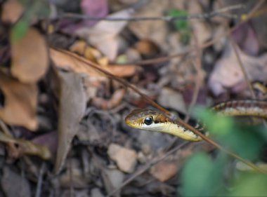 Bronzlaşmış bir yılanın (Dendrelaphis tristis) bu büyüleyici yakın planda yoğun bakışını keşfedin, ormandaki kafasının karmaşık ayrıntılarını ortaya çıkarır.