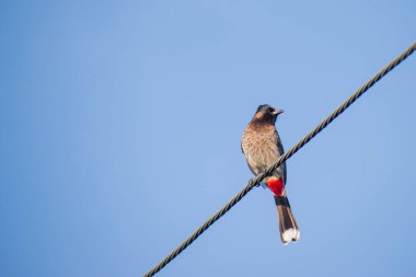  Bir elektrik kablosuna tünediği sırada canlı tüylerini gösteren kırmızı delikli bir bültenin (Pycnonotus cafer) yakın görüntüsü