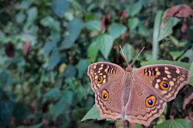 Bu büyüleyici yakın çekim, bir Lemon Pansy kelebeğinin (Junonia limonias) hassas karmaşıklığını yakalar ve kanatlarının zarafetini ve karmaşık renk oyunlarını gözler önüne serer..  