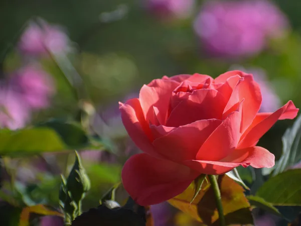 Her yaprağın doğanın zamansız zarafetini ortaya çıkardığı çiçek açan bir bahçenin (Rosa) zarif detaylarını yansıtan yakın plan bir başyapıt.