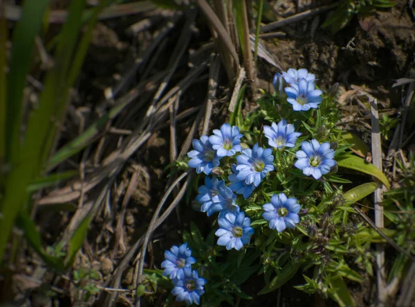 Doğa 'nın başyapıtı koyu mavi bir Gentiana (Gentiana carinata)' nın bu yakın plan çekiminde sergilenir, canlı çiçekleri yoğun mavi renkleriyle dikkat çeker.
