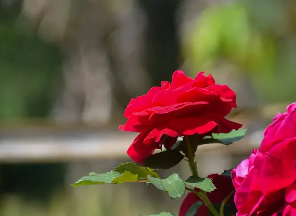 Çiçek açan bir Rosa 'nın karmaşık güzelliğini her yaprağın büyüleyici ışık oyunu için bir tuval olduğu bu yakın plan başyapıtıyla keşfedin.