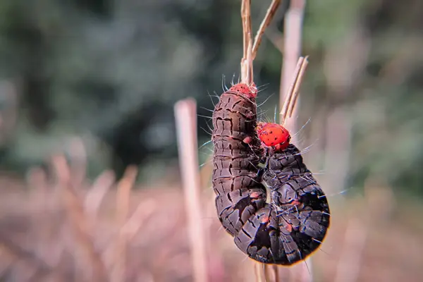 Vahşi doğada bir lepidoptera güve tırtılının dokusunu ve renklerini gösteren detaylı bir makro görüntü.