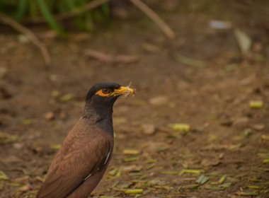 Yaygın bir Myna (Acridotheres tristis) yerde yiyecek arar, gururla uçan termitleri gagasında tutar ve doğanın beslenme anlarını gösterir.