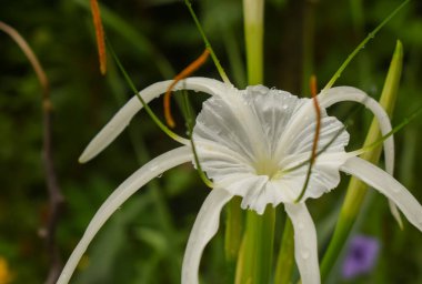 Bir sahil örümceği zambağının (Hymenocallis littoralis) narin cazibesinden haz alır, yaprakları parıldayan yağmur damlalarıyla süslenir.