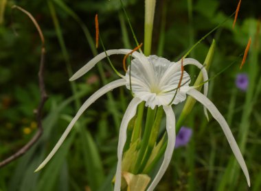 Çiçek açan bir sahil örümceğinin (Hymenocallis littoralis) ruhani cazibesine tanık olun, uzun beyaz yaprakları muson rüzgarlarının ritmiyle dans ediyor.