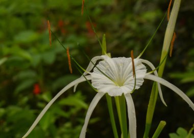 Bir sahil örümceği zambağının (Hymenocallis littoralis) narin cazibesinden haz alır, yaprakları parıldayan yağmur damlalarıyla süslenir.