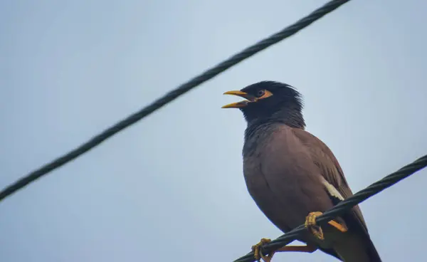 Bir Myna (Acridotheres tristis) 'in detaylı tüylerini ve meraklı bakışlarını kentsel bir arkaplana yansıtan büyüleyici bir görüntü.
