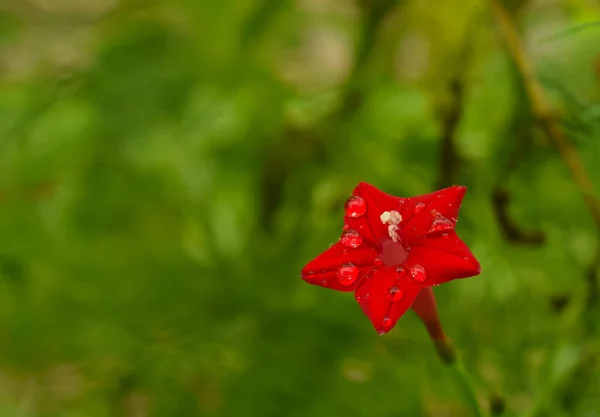 A vibrant close-up capture of a red cypress vine flower (Ipomoea quamoclit), glistening with morning dew in its natural setting