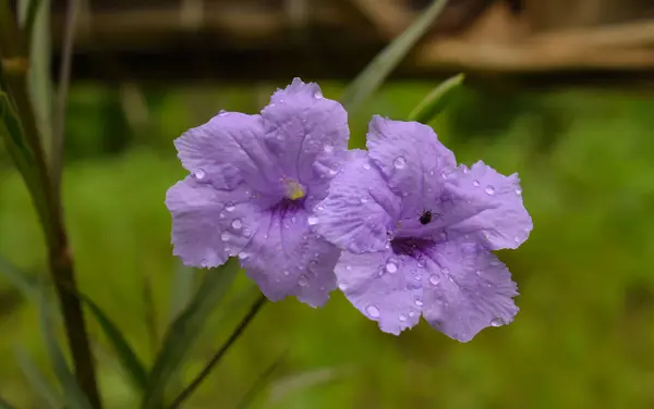 Meksika petunyalarının (Ruellia simplex) karmaşık güzelliğini keşfedin. Bu çarpıcı yakın plan görüntüsüyle canlı mor taç yapraklarını yakalayın..