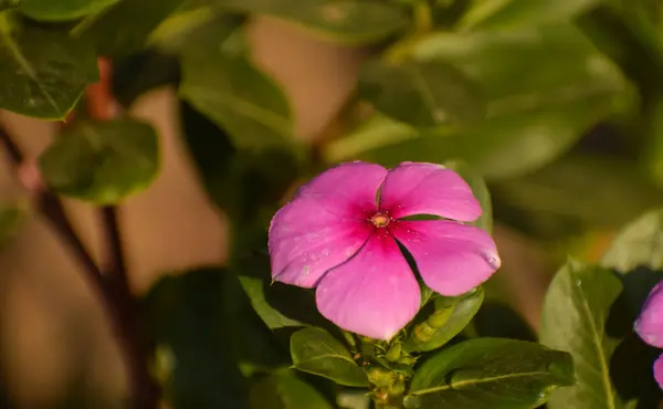 Zarif bir pembe menekşe çiçeği (Catharanthus roseus) yemyeşil bir arkaplan karşısında zarif bir ayrıntıda yakalanır.