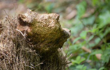 Bambu köklerinin beklenmedik güzelliğini keşfedin. Bir babunun sevimli özelliklerini yansıtın. Botanik fotoğrafçılığa biraz kapris katın.