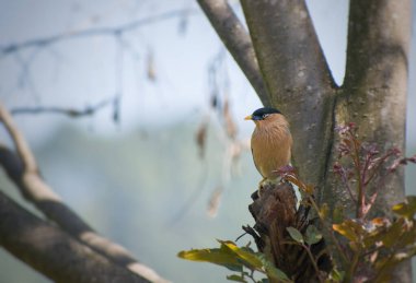 Brahminy sığırcığı (Sturnia pagodarum) doğanın özünü yansıtan sakin bir kompozisyon oluşturarak bir dalda teselli bulur.
