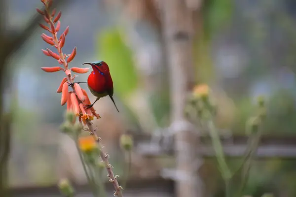 Canlı kırmızı güneş kuşu (Aethopyga siparaja), doğal bir ortamda çiçek açan aloe vera çiçeklerinden oluşan bir yatakta zarifçe tünemiştir..
