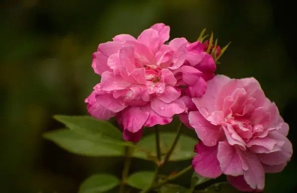 Hassas pembe bahçe gülleri (Rosa) yaz aylarında doğanın güzelliğini ve zarafetini gözler önüne serer. Çiçek yakın çekimleri