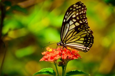 Yaz mevsiminde bir lantana çiçeğinin üzerinde tozlaşan cam kaplanın (parantica aglea) yakın çekimi.