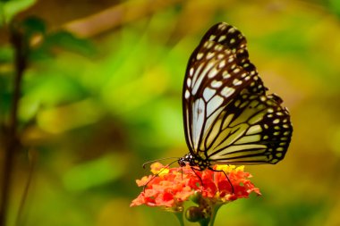 Yaz mevsiminde bir lantana çiçeğinin üzerinde tozlaşan cam kaplanın (parantica aglea) yakın çekimi.