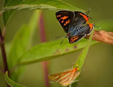 Cigaritis vulcanus kelebeği, yaz mevsiminde ormandaki yeşil bir bitkinin kanatlarını açtı. Mandi, Himachal Pradesh, Hindistan