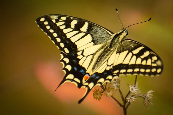 Bu zarif yaratığı süsleyen sarı ve siyah kanat desenlerinin karmaşık detaylarına hayret edin. Papilio machaon kelebeği