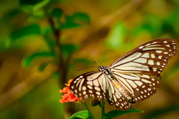 Parantica aglea kelebek kanatlarının karmaşık detaylarına tanık olun. Canlı lantana çiçeklerinde zarifçe tozlaşır..