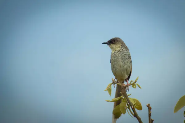 Vahşi doğanın özünü yakalayan Himalaya Prinia (Prinia crinigera) kuşunun yakından çekimi zarif bir şekilde bir ağaç dalına tünedi..