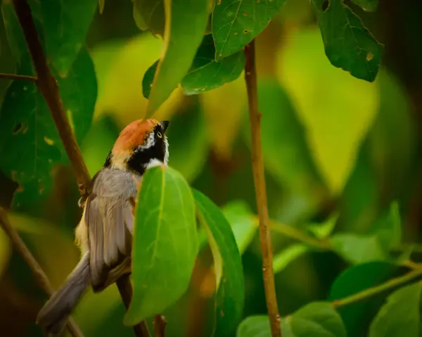 Aegithalos concinnus kuş yazın verimli bir ağaç dalında oturuyor Mandi, Himachal Pradesh, Hindistan