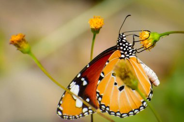 Sade Kaplan veya Afrika Hükümdarı olarak da bilinen Danaus kozalağı, sahneye biraz zarafet katar..