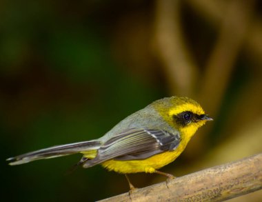 Sarı karınlı fantatik bir erkeğin (Chelidorhynx hipoksanthus) doğal ortamında tünediği yakın plan çekimi..