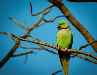 Vahşi doğanın özünü yakalayan bu görüntü, doğal ortamında büyüleyici bir Alexandrine Parakeet (Psittacula Eupatria) 'yi (Psittacula Eupatria) yansıtır..